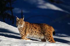 Luchs - Zum Vergroessern klicken!